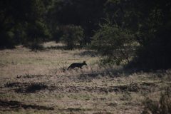 IMG_0523-scaled