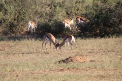 IMG_0547-scaled