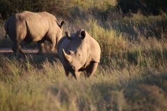 IMG_0590-scaled