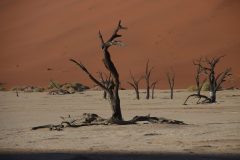 IMG_0920-scaled