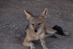 IMG_1070-scaled