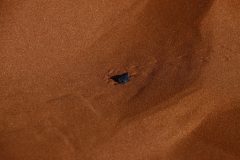 IMG_1110-scaled