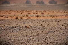 IMG_1187-scaled