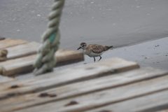 DSCN0648-scaled