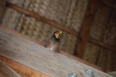 IMG_4395