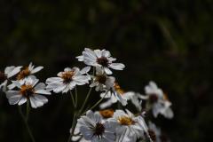 IMG_4527