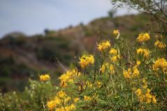 IMG_4550