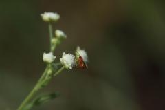 IMG_4729