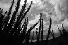 IMG_4764