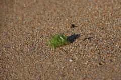 IMG_5226