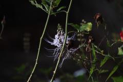IMG_5492