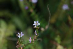 IMG_5519