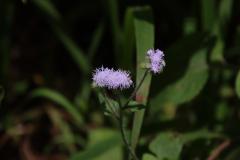 IMG_5676