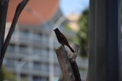 IMG_5921