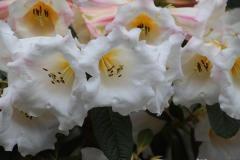IMG_3391