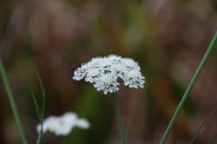 IMG_3769
