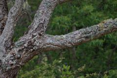IMG_3919