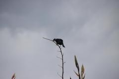 IMG_4003