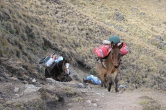 20090627-055012IMG_1485PERU2009