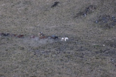 20090627-064632IMG_1509PERU2009