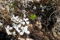 20090628-005136IMG_1539PERU2009