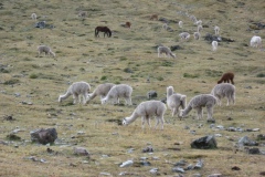 20090628-045642IMG_1551PERU2009