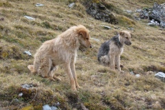 20090628-052740IMG_1563PERU2009