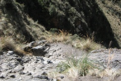 20090630-025622IMG_1651PERU2009