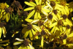 20090630-041814IMG_1662PERU2009