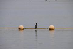 IMG_6650