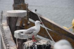 IMG_6698