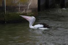 IMG_6732