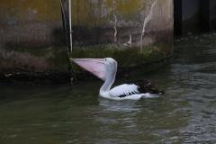 IMG_6737