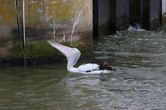 IMG_6756