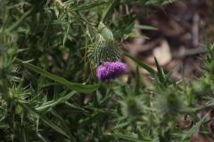 IMG_5990