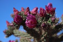 IMG_6859-scaled