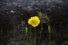 IMG_4988