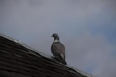 IMG_2597