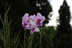 IMG_3900-scaled