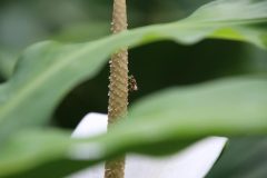 IMG_3975-scaled