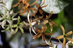 IMG_4006-scaled