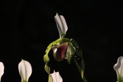 IMG_4143-scaled
