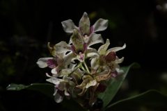 IMG_4157-scaled