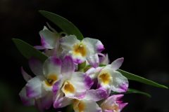 IMG_4168-scaled