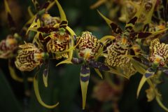 IMG_4225-scaled