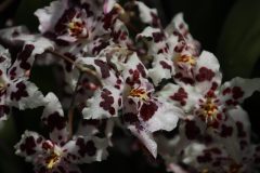 IMG_4227-scaled