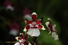 IMG_4235-scaled