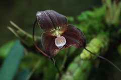 IMG_4242-scaled