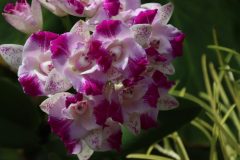 IMG_4255-scaled