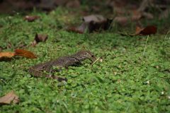 IMG_4493-scaled